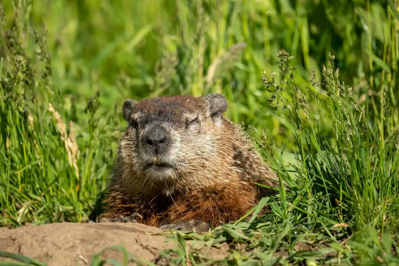 Beaver