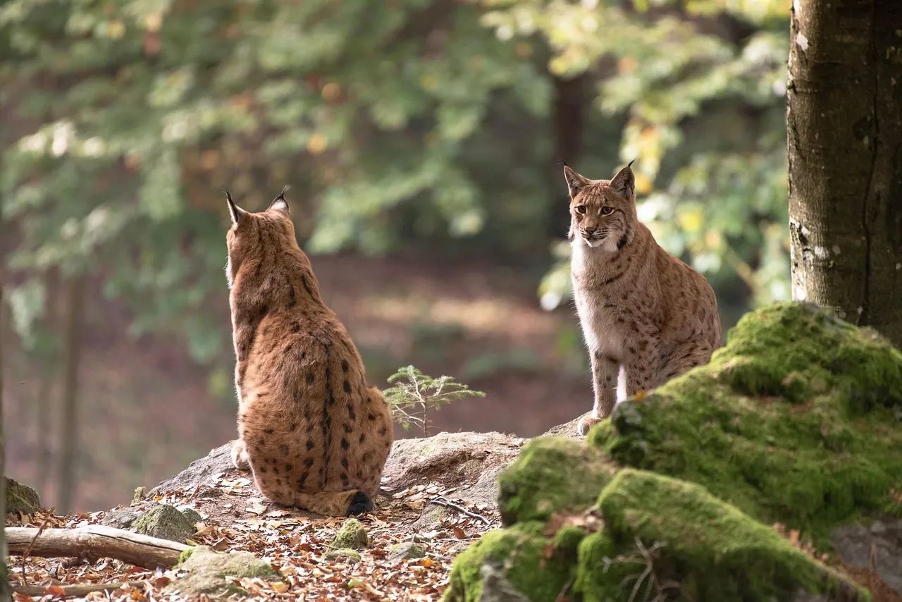 Bobcat