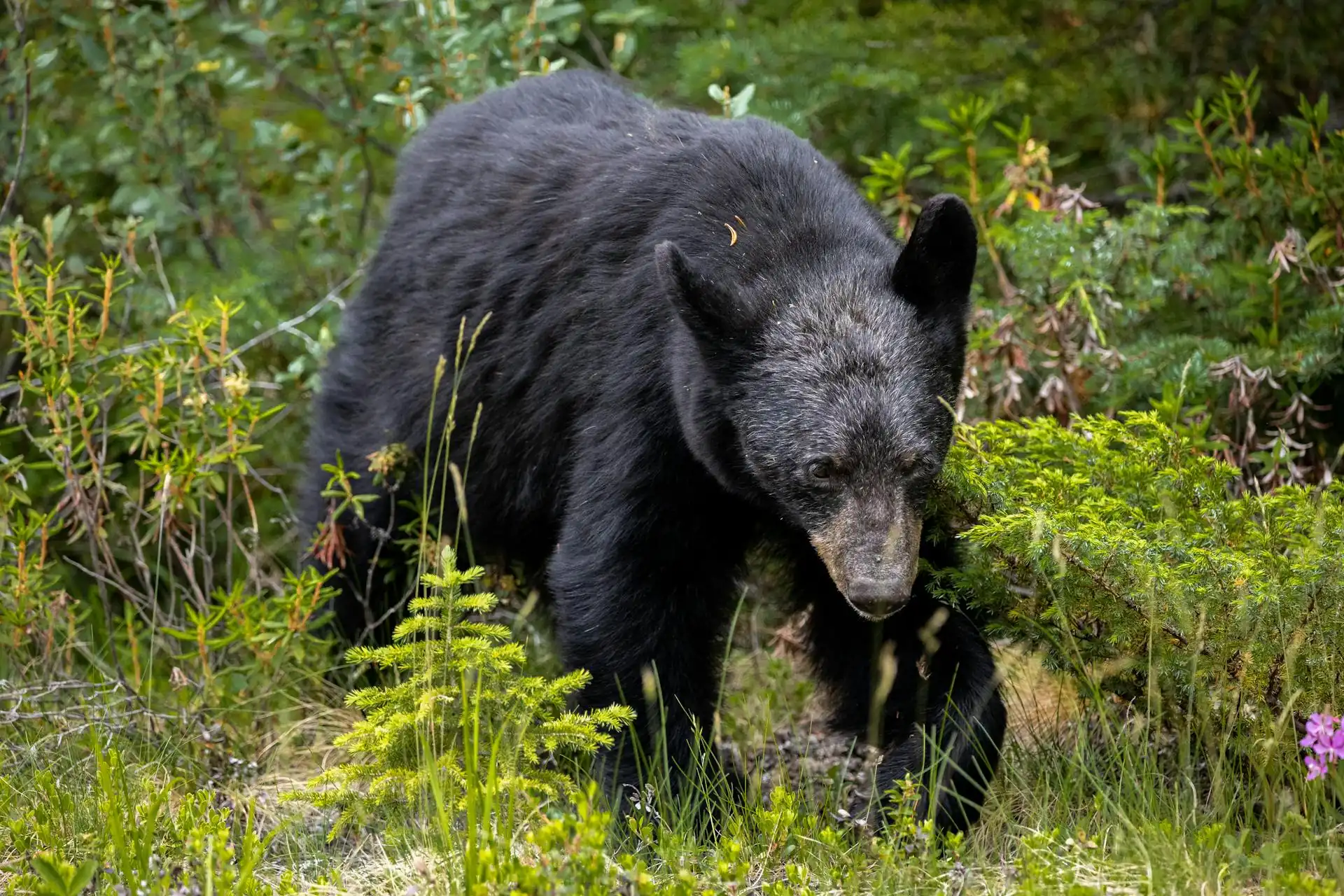 Florida black bear