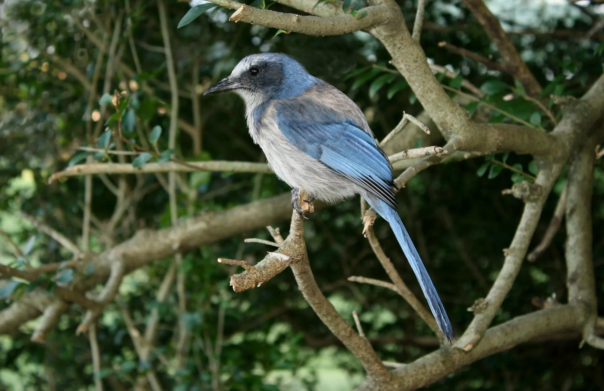 Florida scrub jay