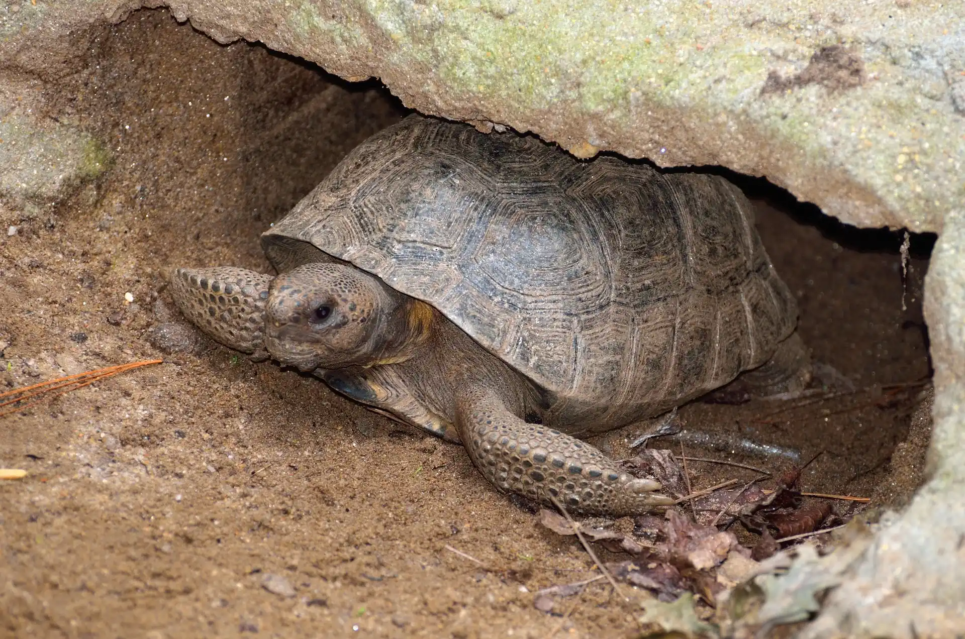 Gopher turtle