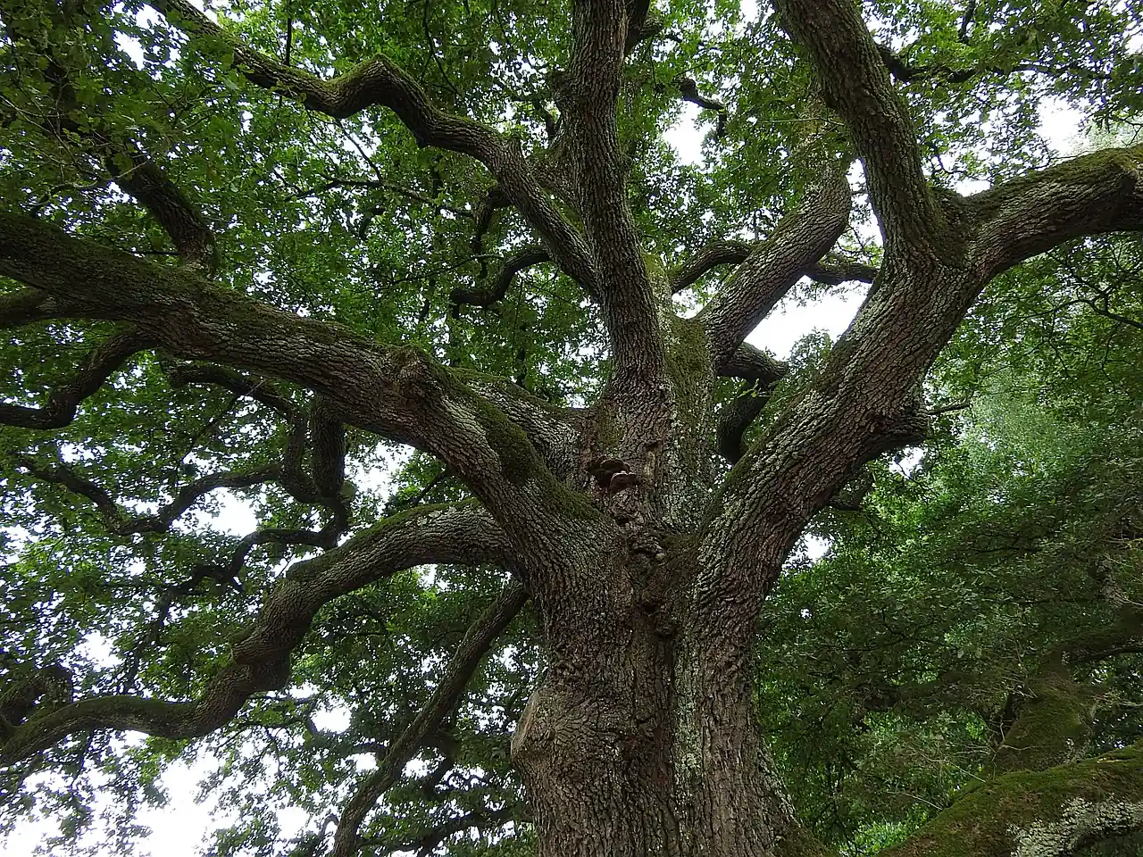 Oak hammocks