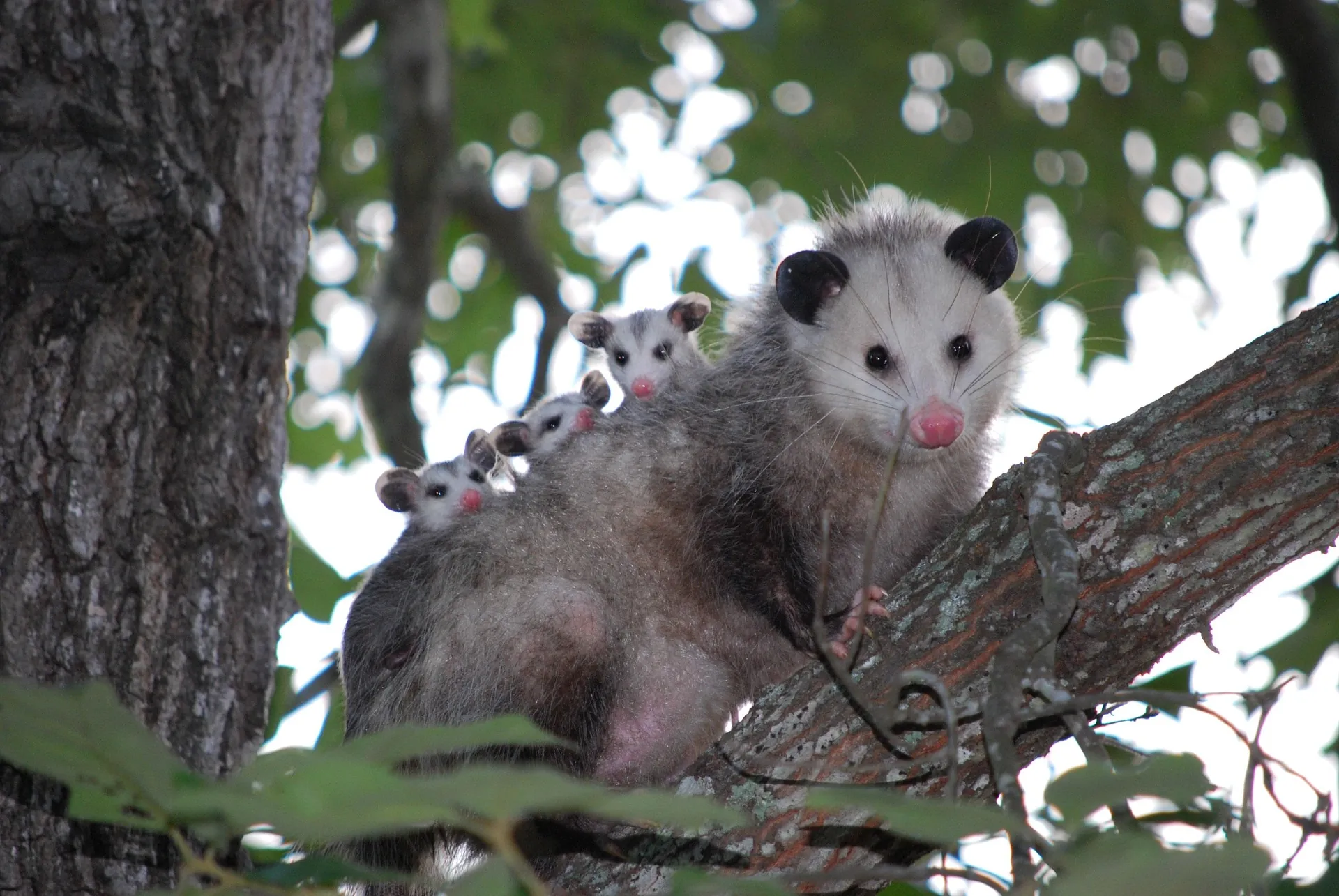 Opposum