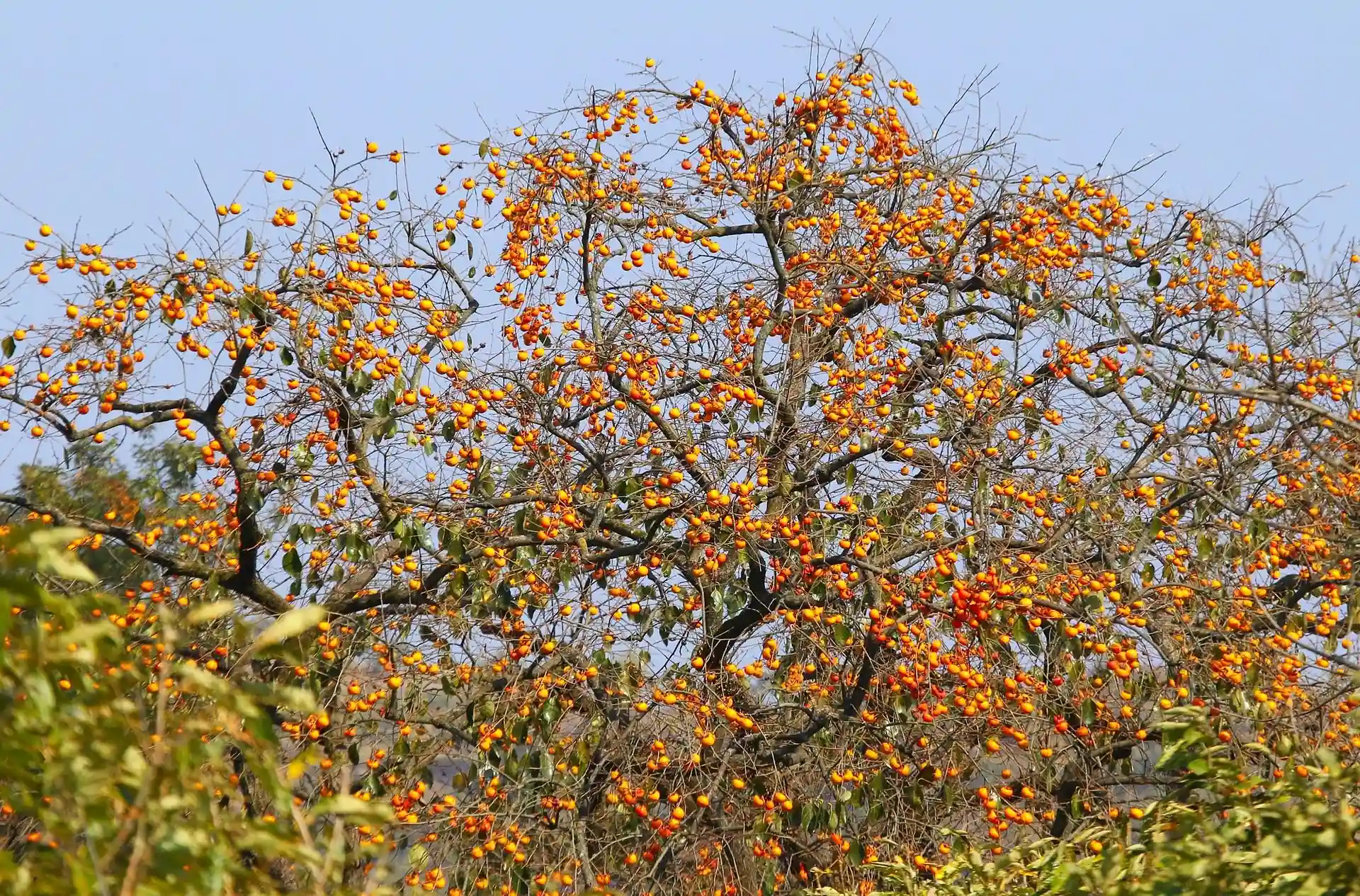 Persimmon tree close up