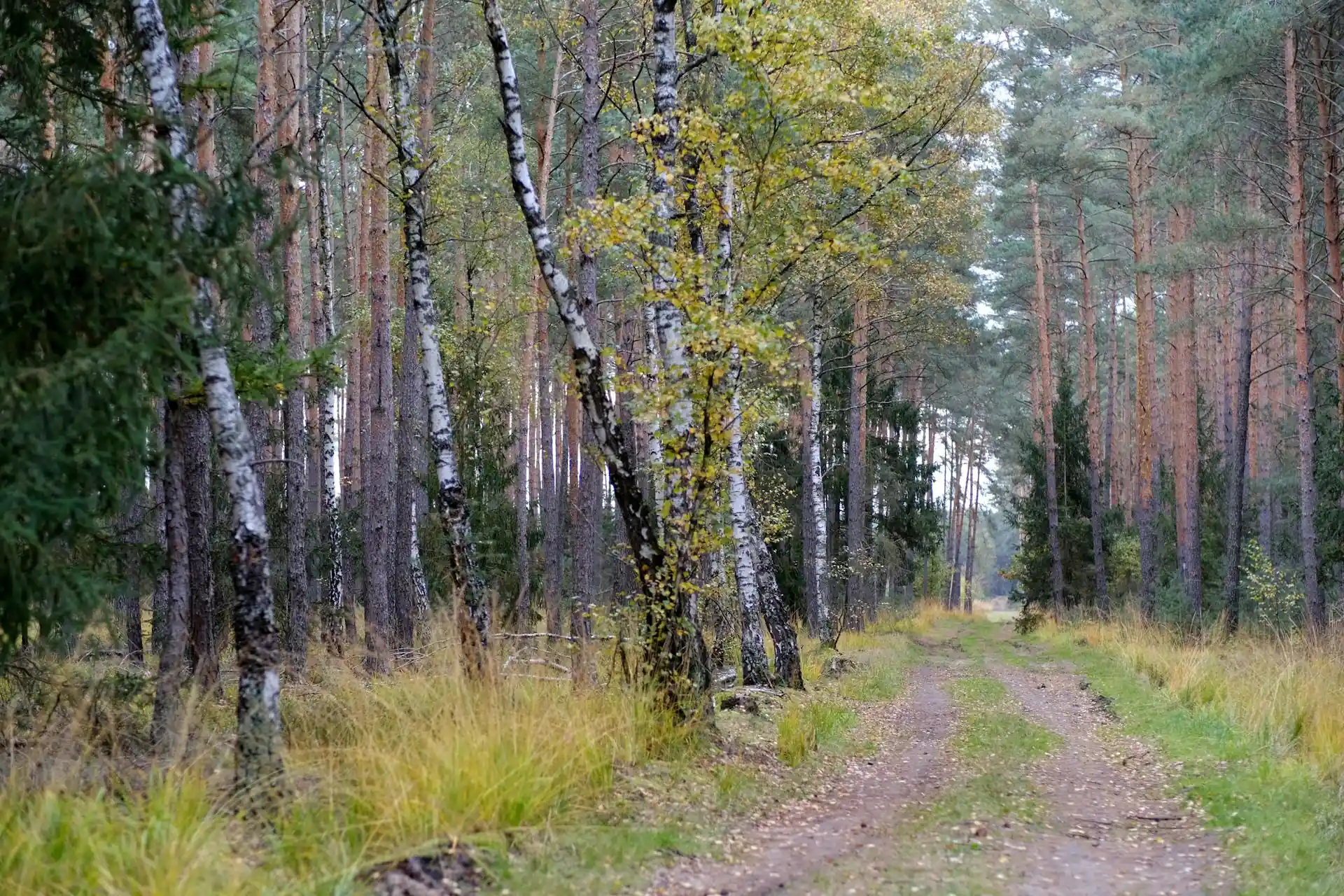 Pine flatwoods & prairies