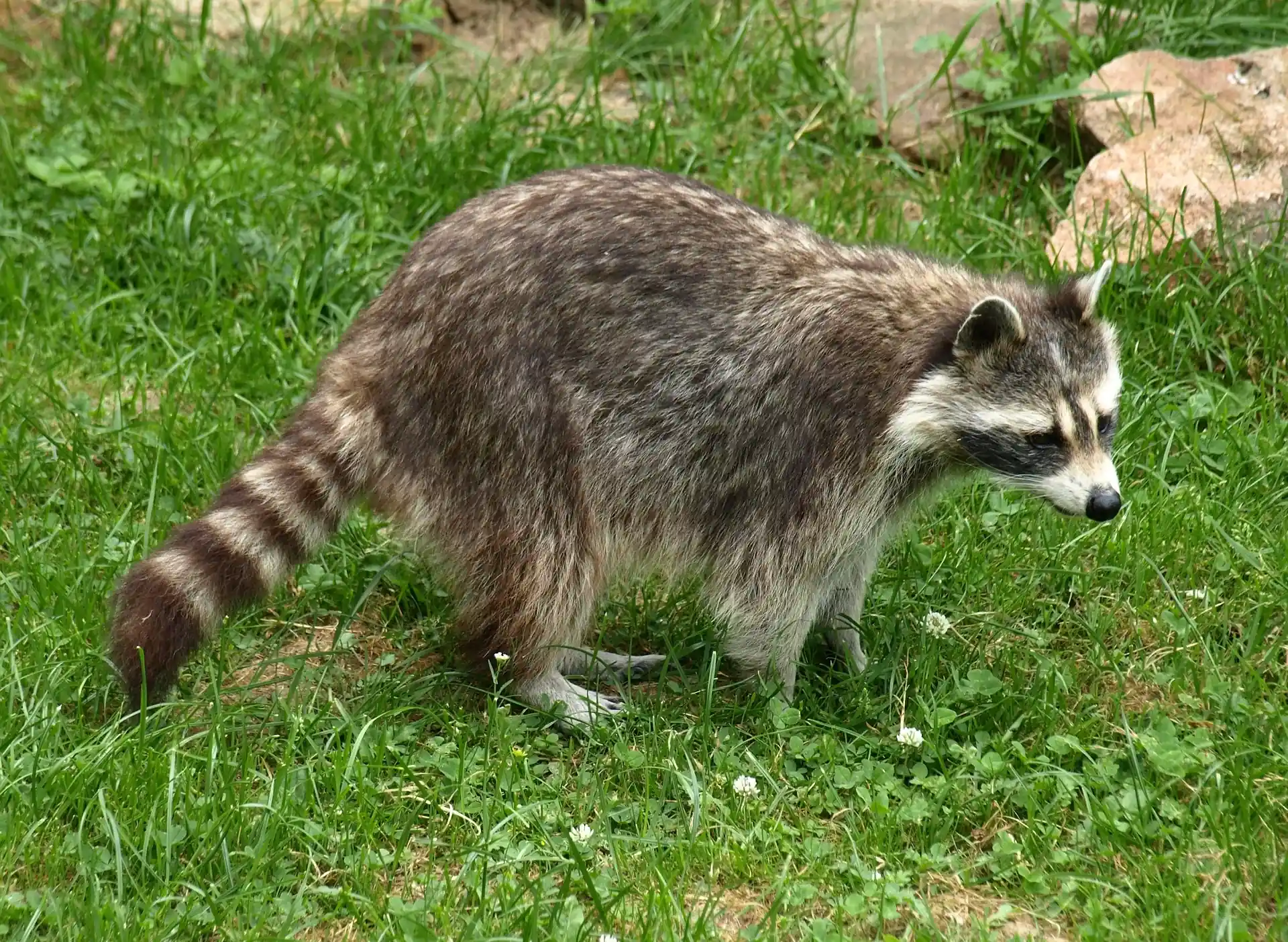Racoon