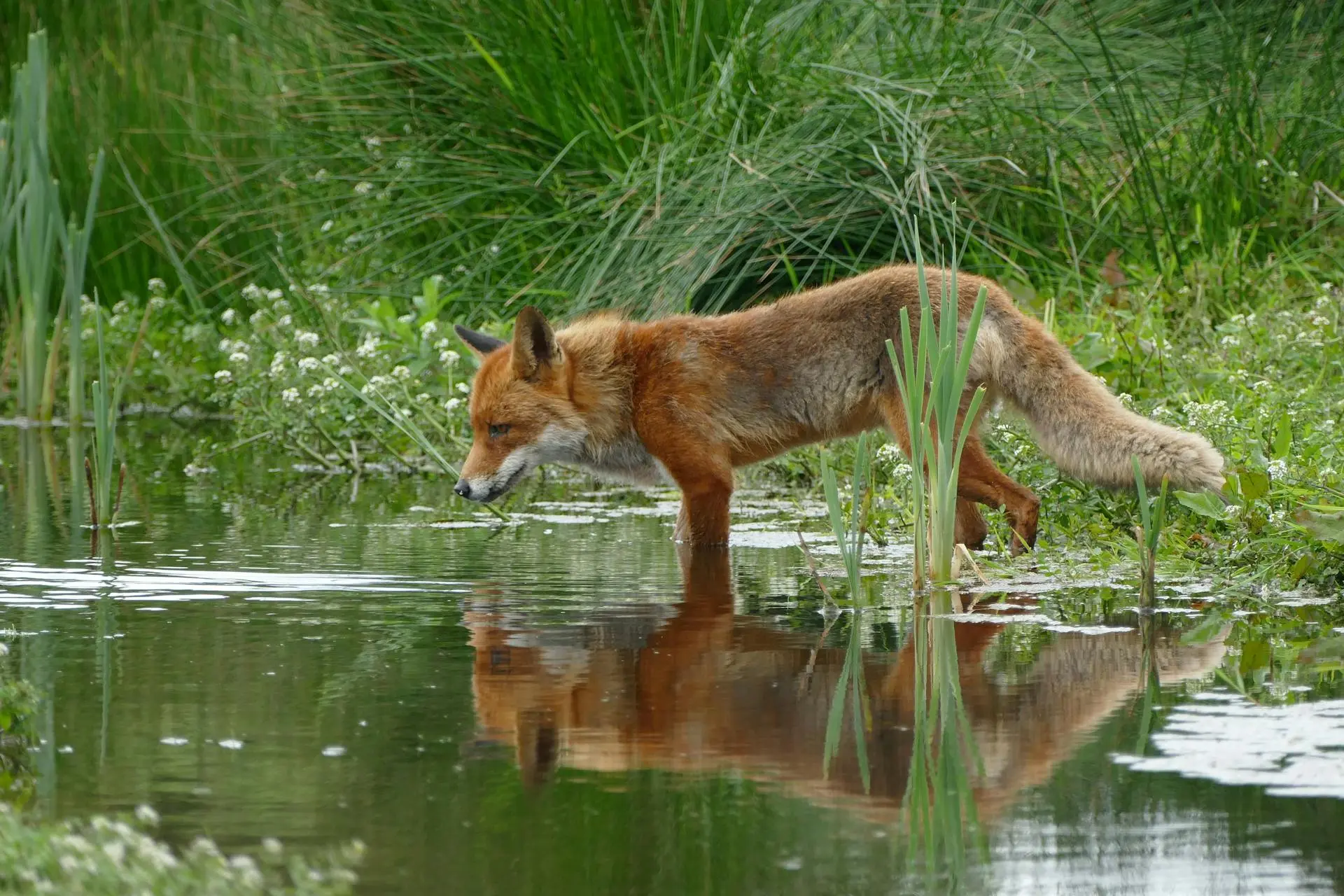 Red fox