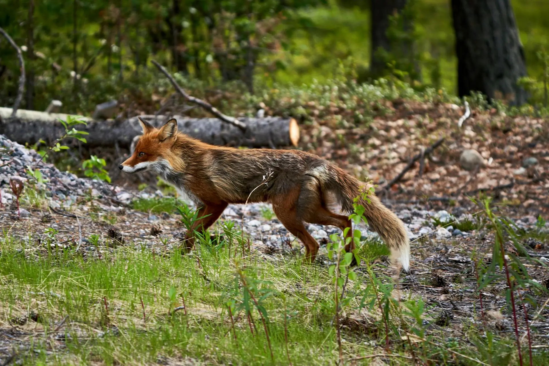 Red fox