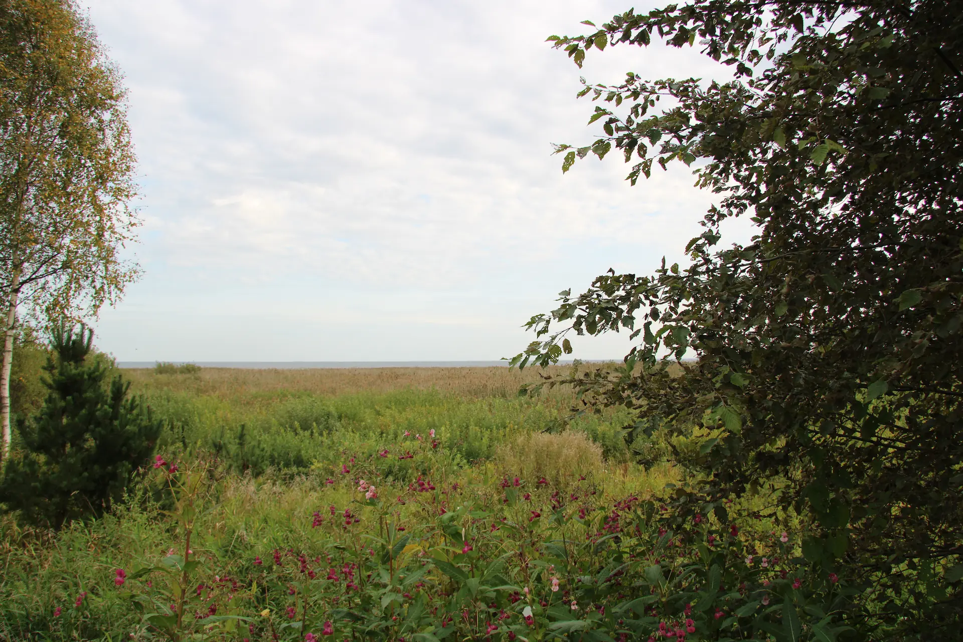 Scrub habitat
