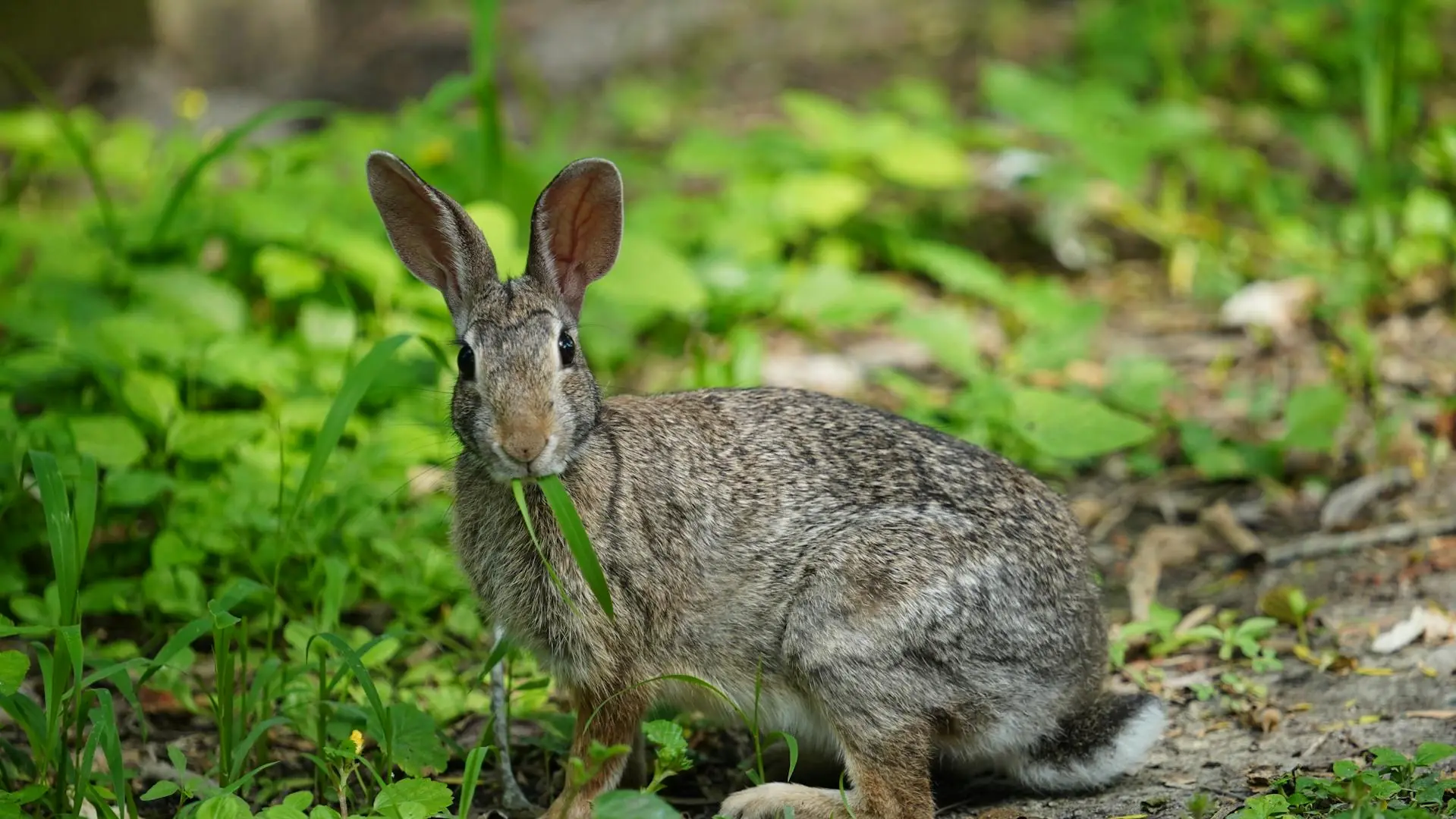 Swamp rabbit