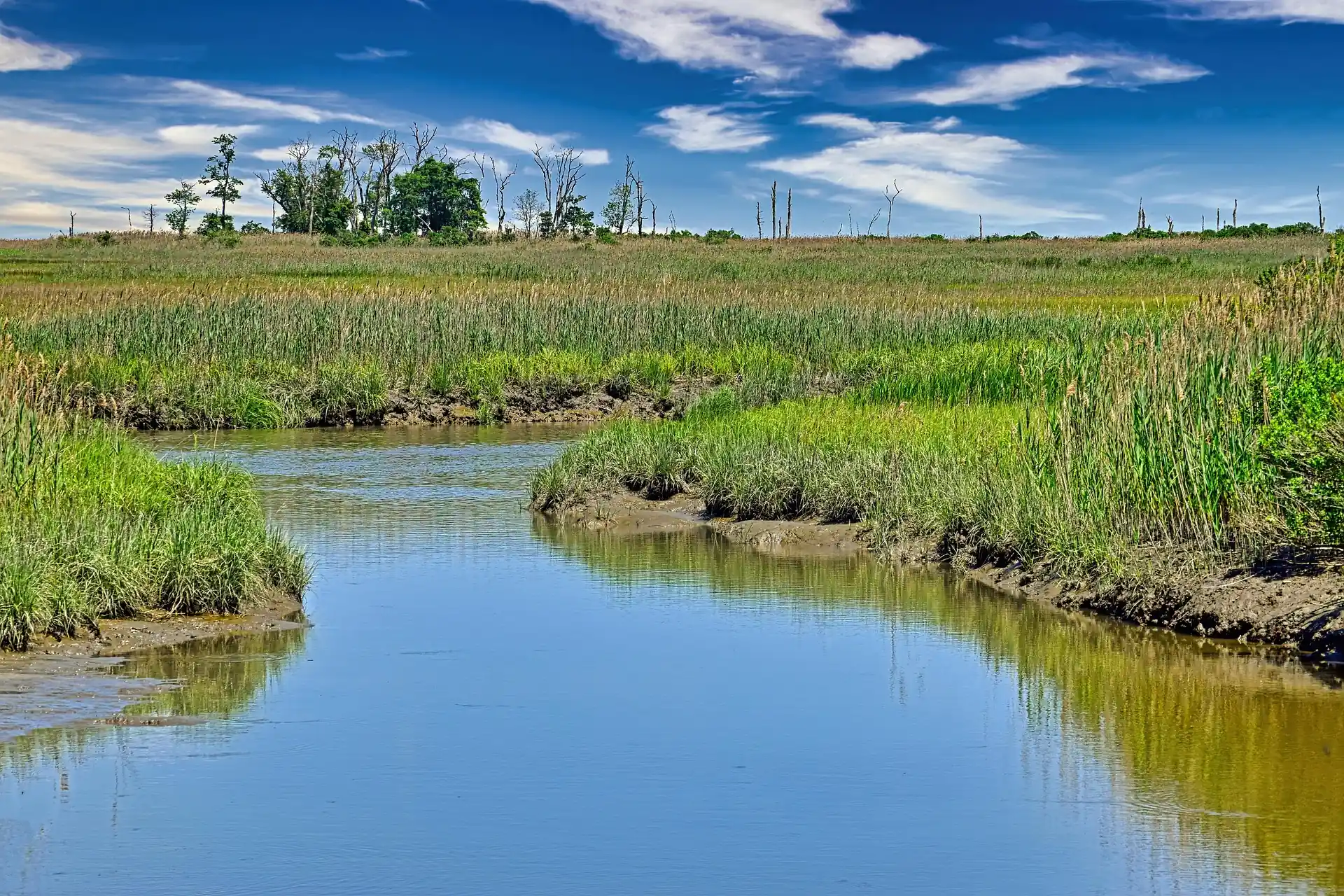 Wetlands & marshes hd