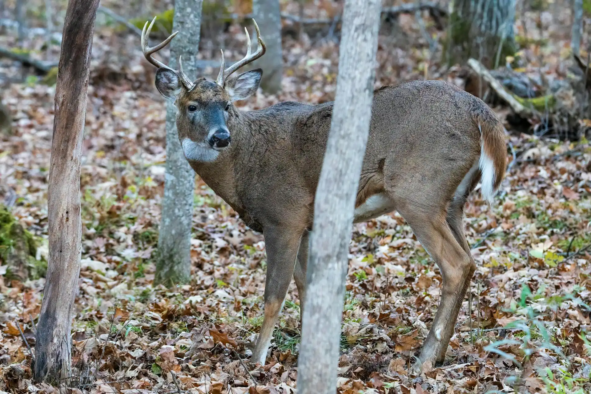 White tail deer