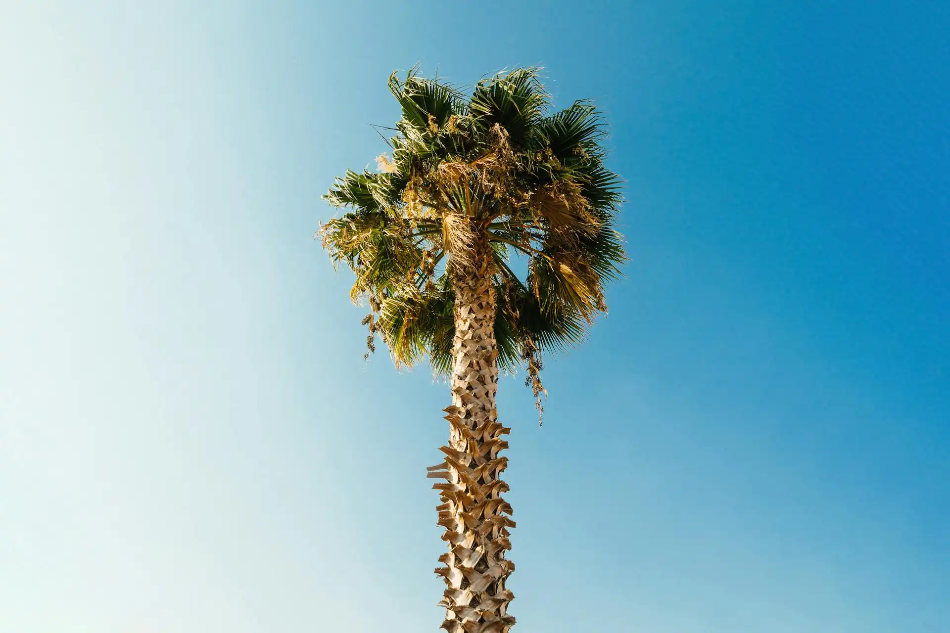 Sabal palm