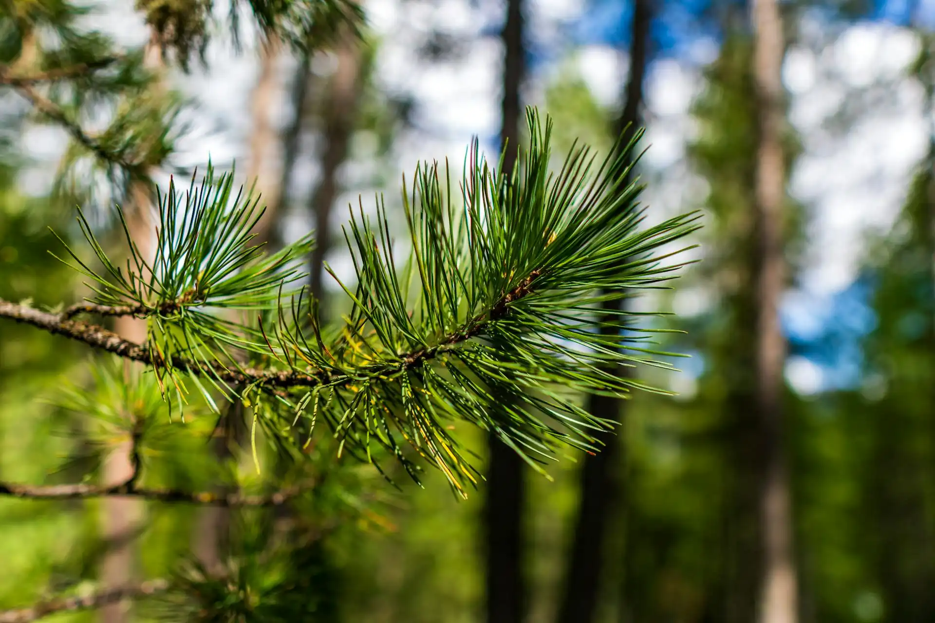 Slash pine
