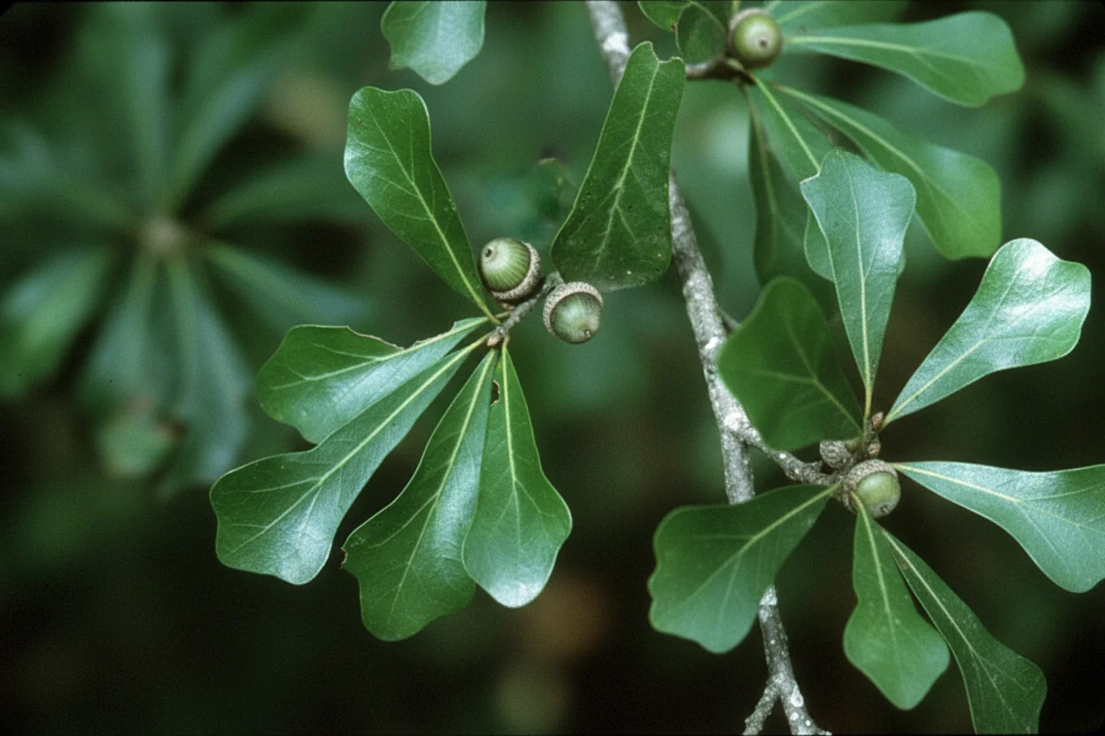 Water oak