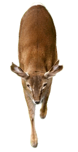 Deer Walking