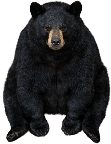 Bear Sitting