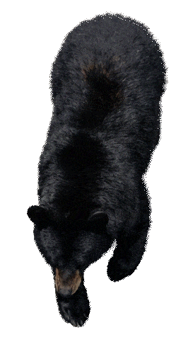 Bear Walking