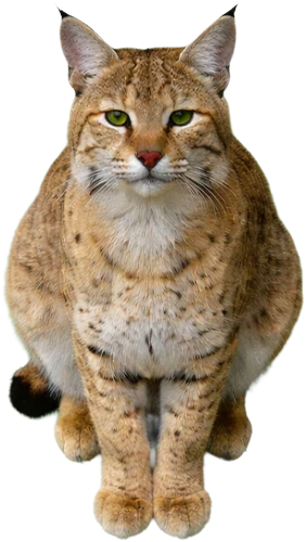 Bobcat Sitting