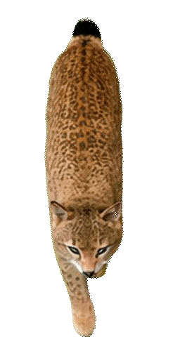 Bobcat Walking