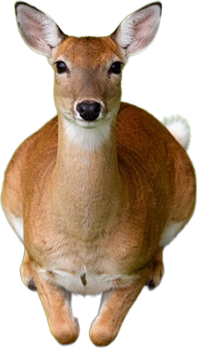 Deer Sitting