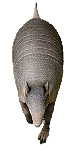 Armadillo Walking