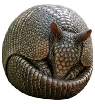 Armadillo Sitting