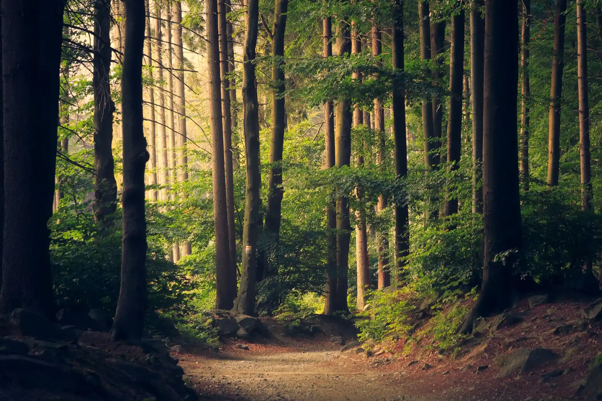 Watershed protection and critical ecosystem